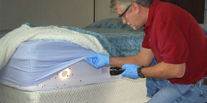 bed bug infestations