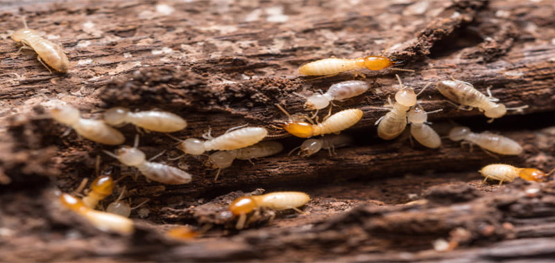 termites infesting