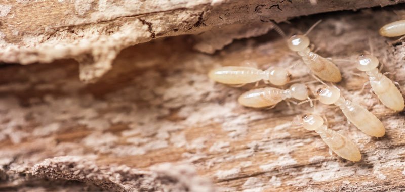 types of termites