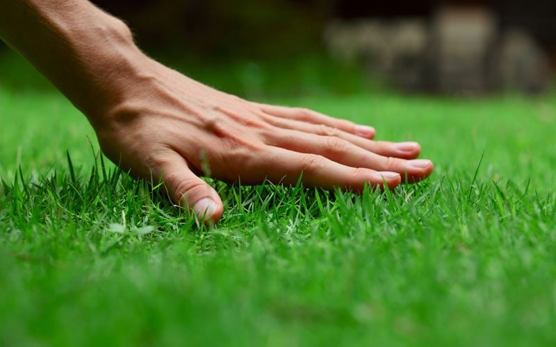 lawn care tips