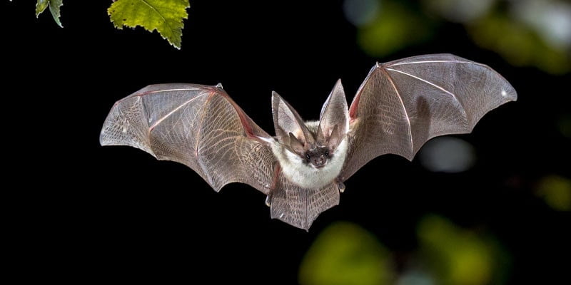Bat Removal