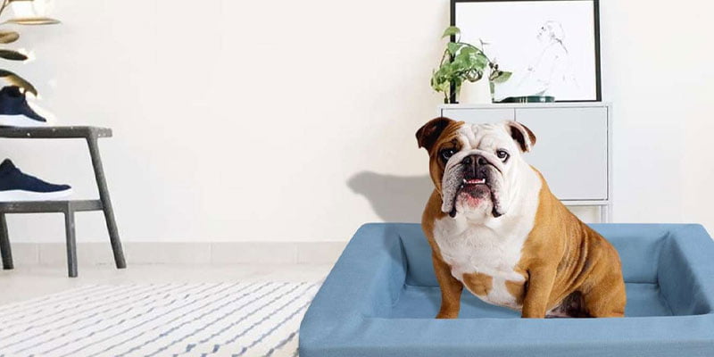 dog bed
