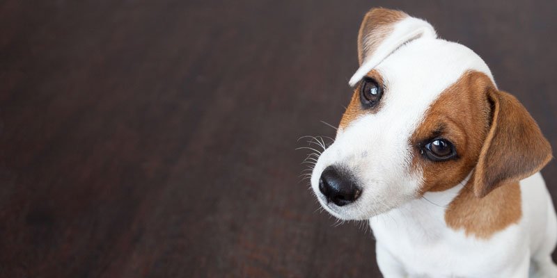 pet