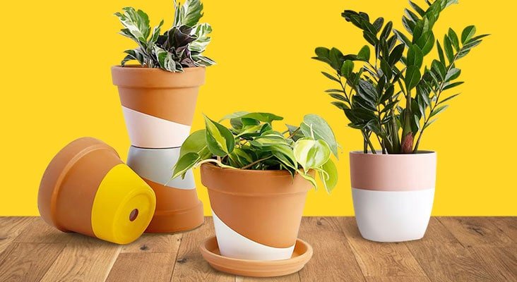 plant delivery