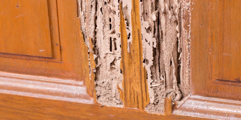 termite damage