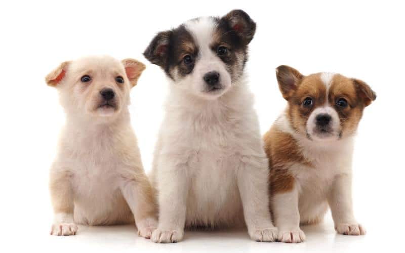 Most Affectionate Dog Breeds