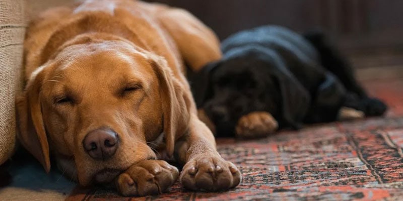 the Correct Time to Put Your Pet to Sleep