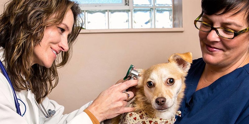 Everything You Need To Know About Medicines You Give to Your Furry Friend