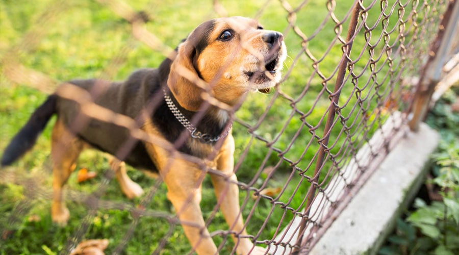 Types and Fencing Options for Your Pet