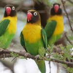 Choosing Lovebirds As Pets