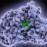 Role of FLuc mRNA in Protein Synthesis