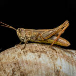 A Guide to Feeding Reptiles