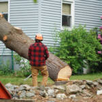 Hiring an Expert Tree Service