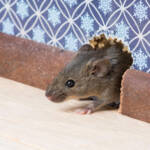 Hire Professionals for a Dead Rodent Removal