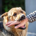 Legal Recourse for Dog Bite Victims in Atlanta