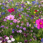 Wildflower Garden Maintenance