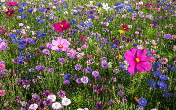 Wildflower Garden Maintenance